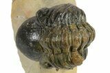 Detailed Reedops Trilobite - Atchana, Morocco #271912-2